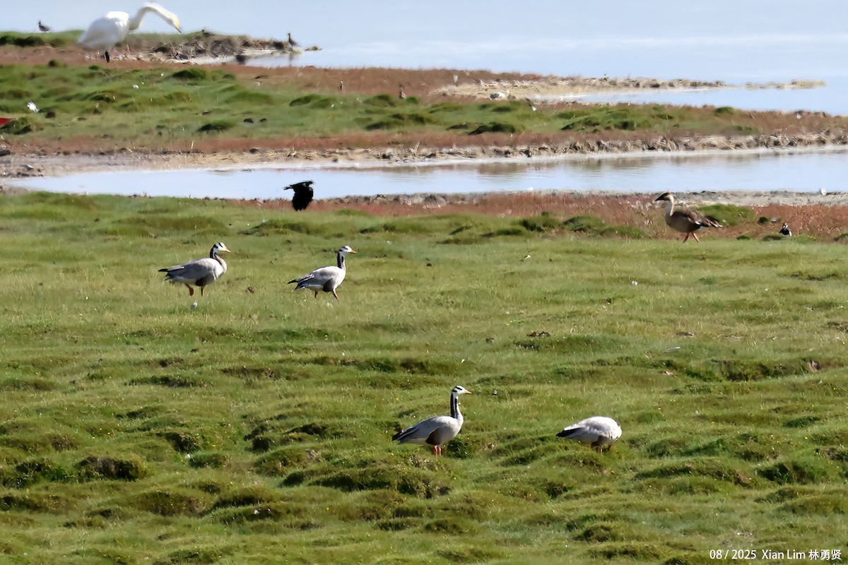 Oie à tête barrée - ML646582400