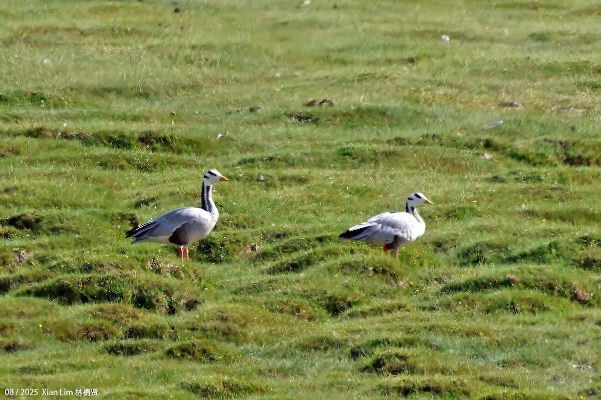 Oie à tête barrée - ML646582401