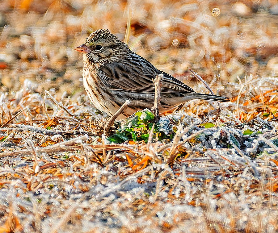 Savannah Serçesi - ML646582404