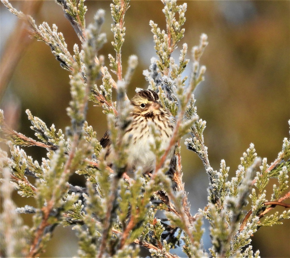 Savannah Serçesi - ML646582406