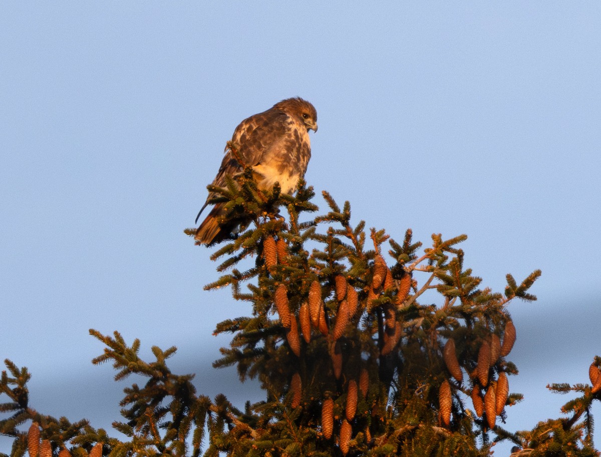 Краснохвостый канюк (abieticola) - ML646582407