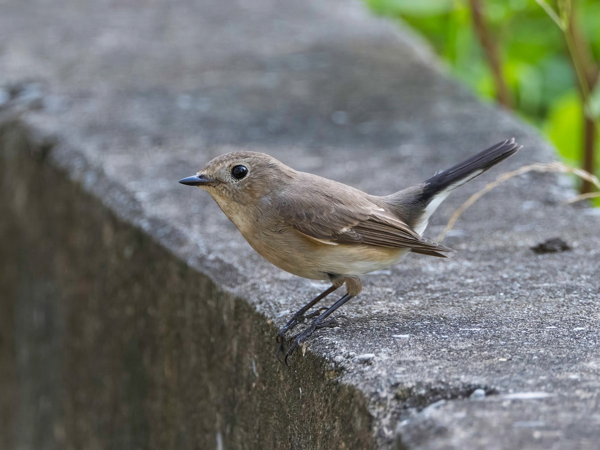 lejsek sibiřský - ML646582408