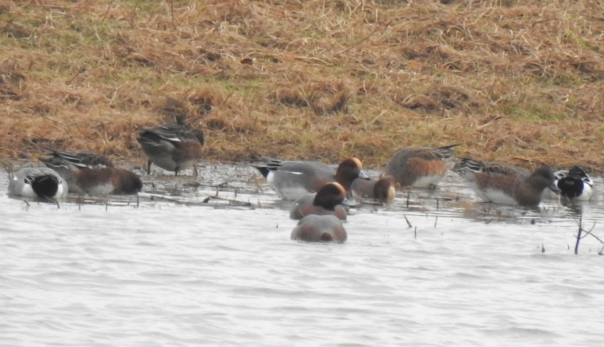 Pfeifente - ML646582417