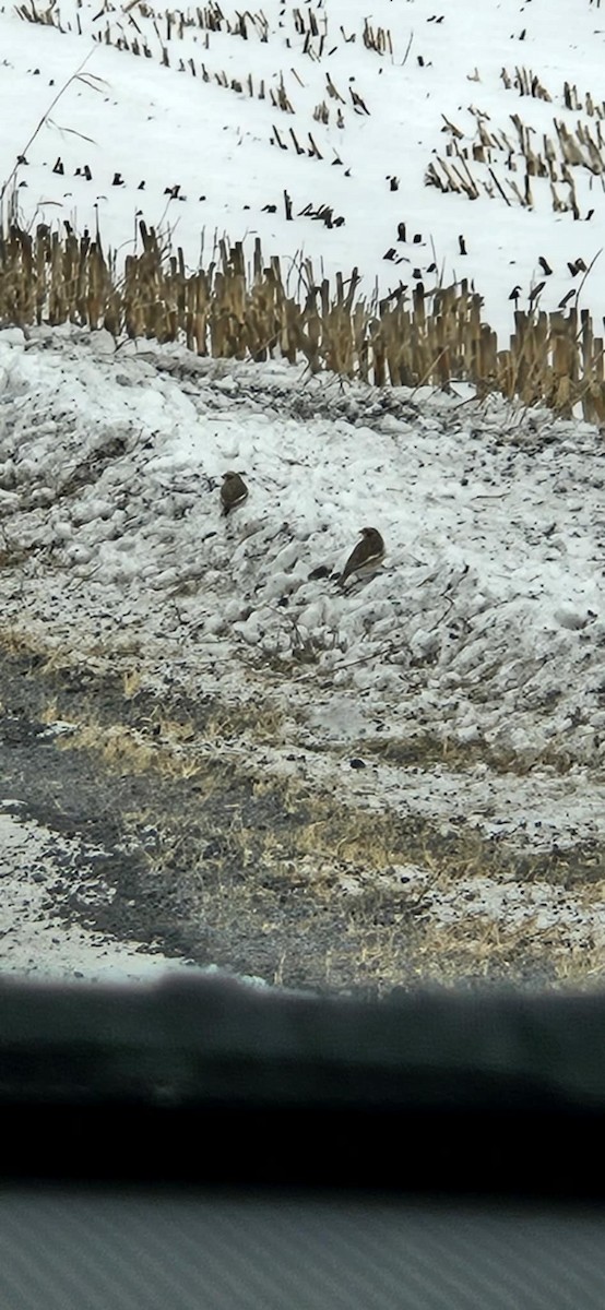 Snow Bunting - ML646582423