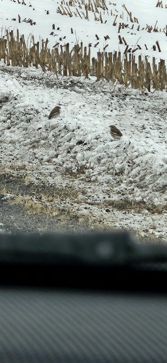 Snow Bunting - ML646582424