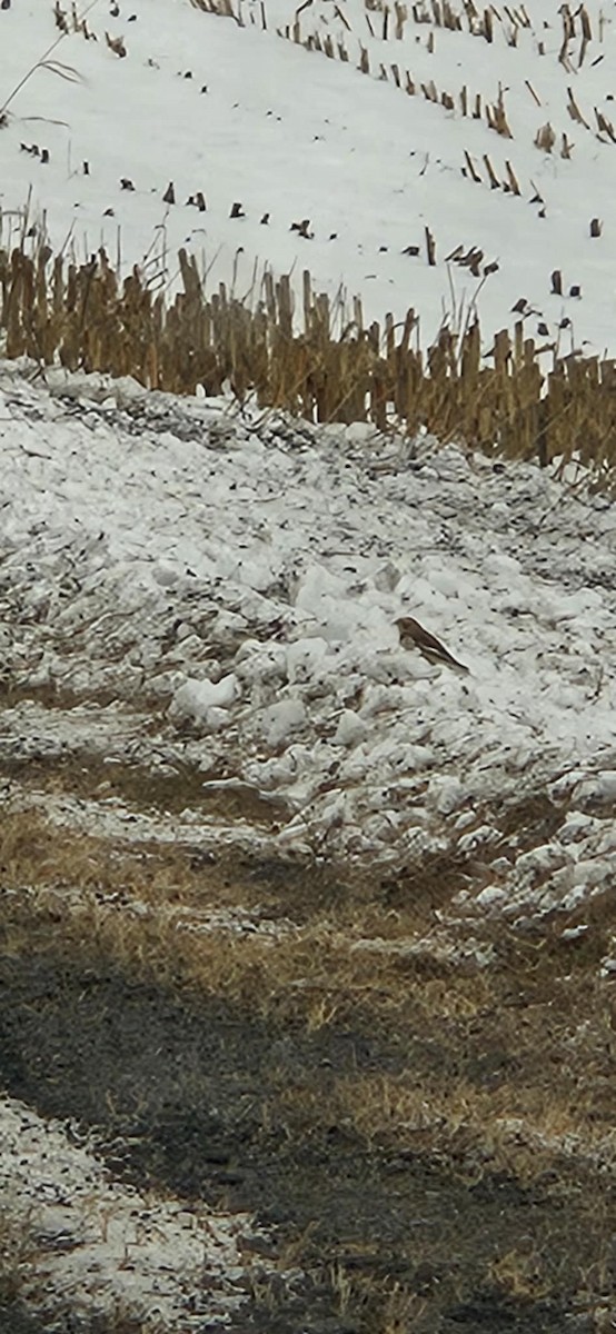 Snow Bunting - ML646582425