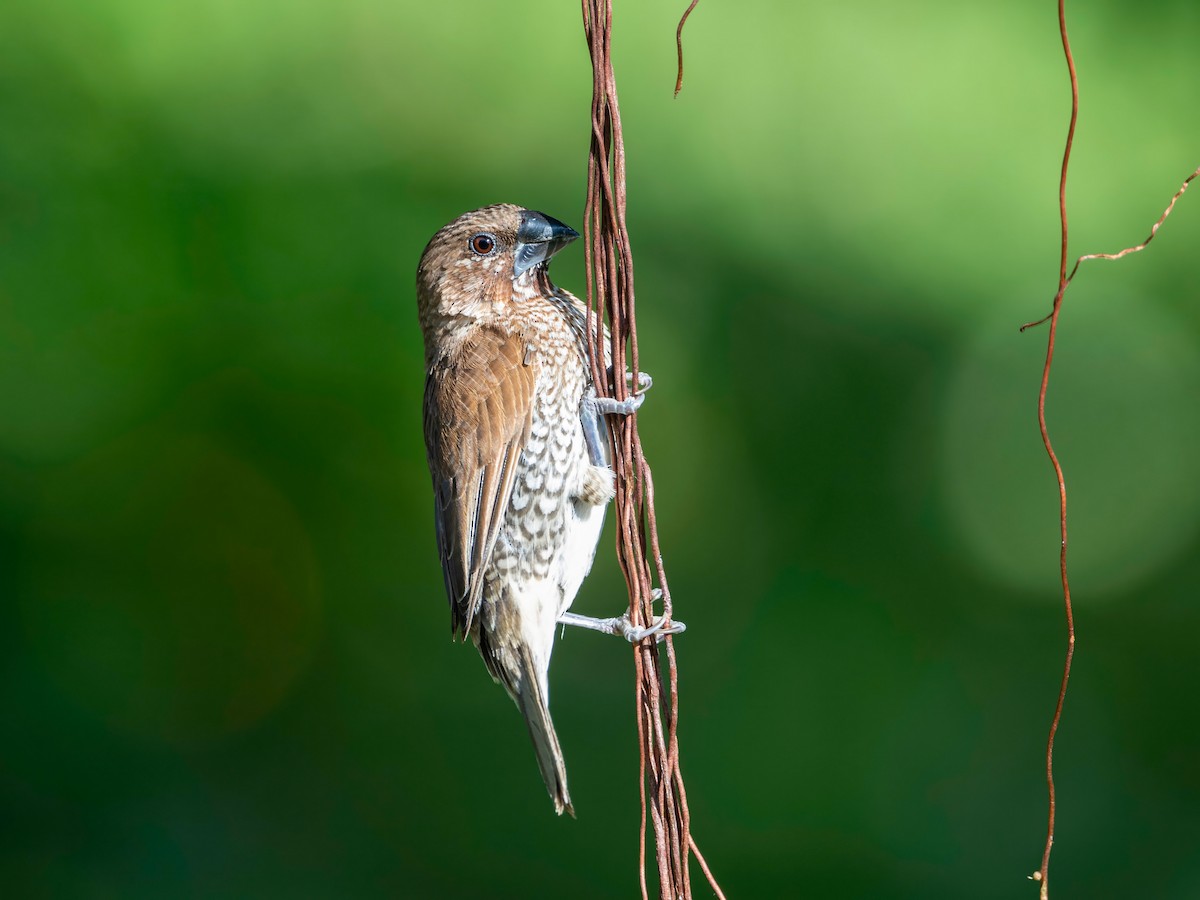 panenka muškátová - ML646582427