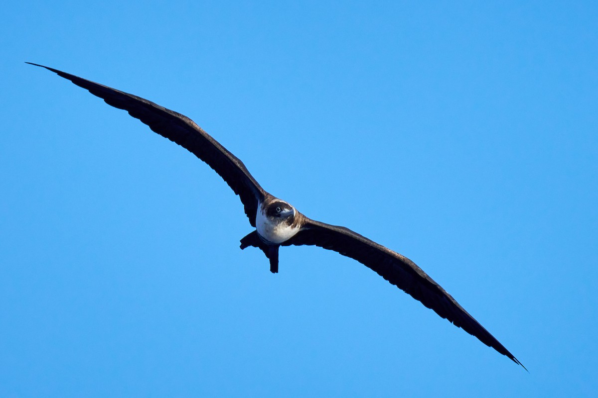 Great Frigatebird - ML646582429