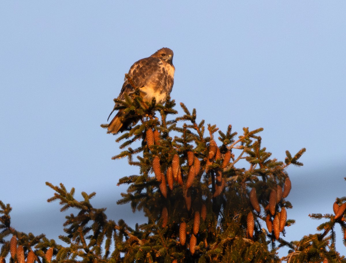 Краснохвостый канюк (abieticola) - ML646582430