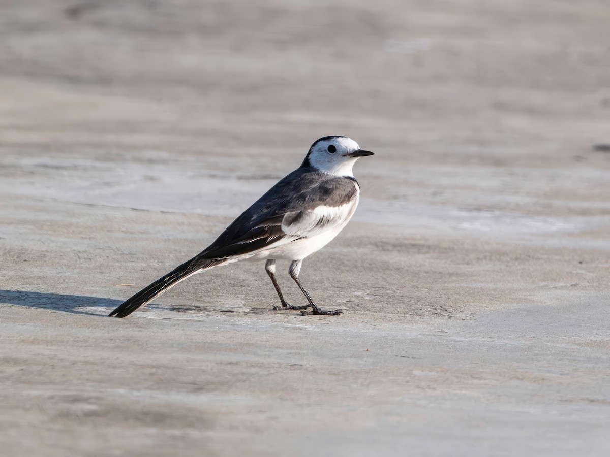 konipas bílý - ML646582432