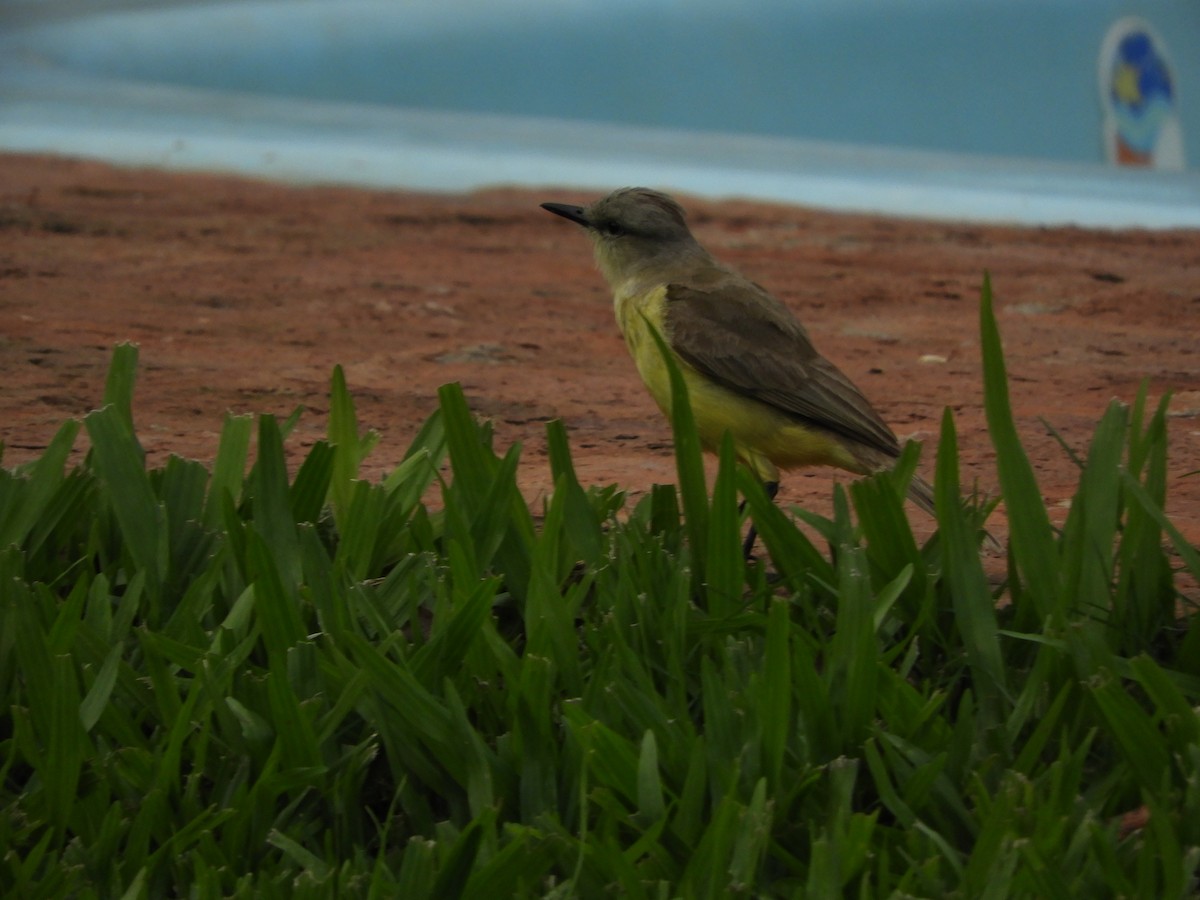 Cattle Tyrant - ML646582435