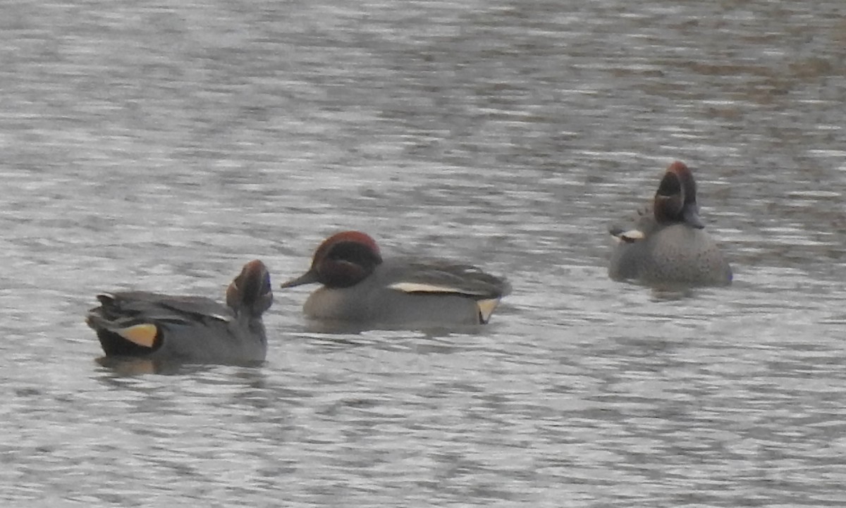 Krickente (crecca) - ML646582436