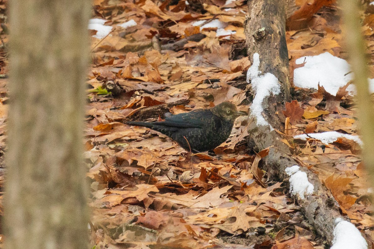 Rusty Blackbird - ML646582437