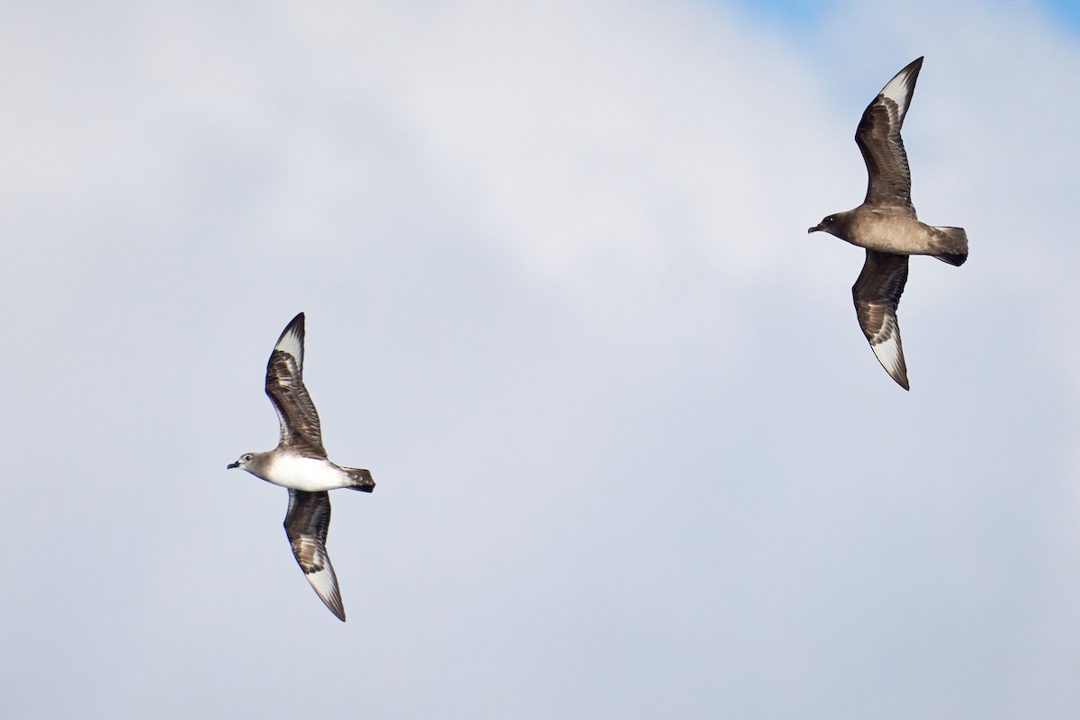 Kermadec Petrel - ML646582438