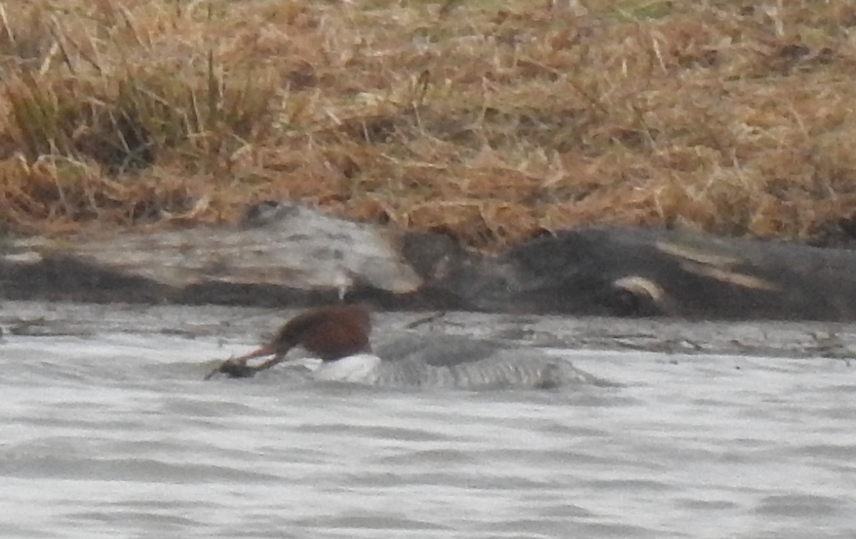 Gänsesäger - ML646582440