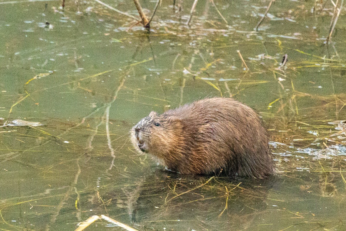 Topo muschiato - ML646582441