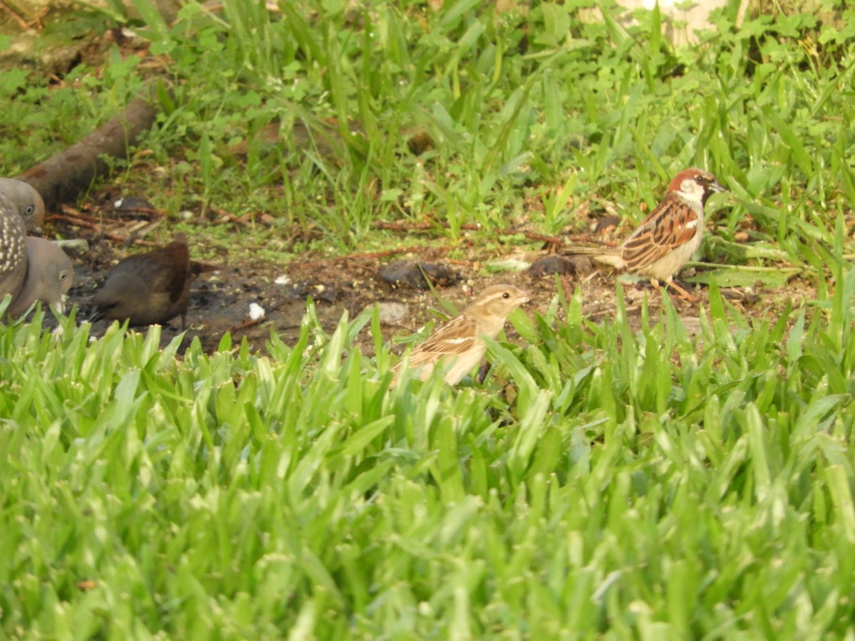 家麻雀 - ML646582455