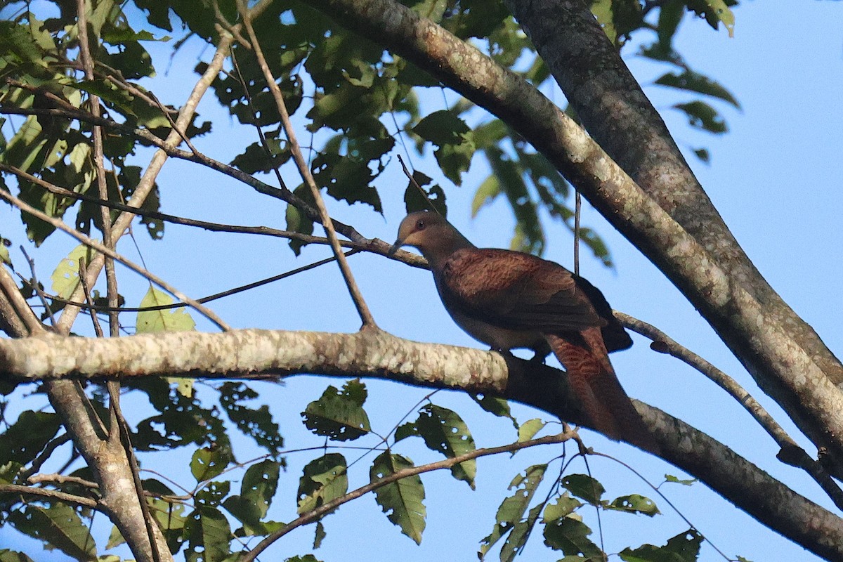 holub příčkoprsý - ML646582456