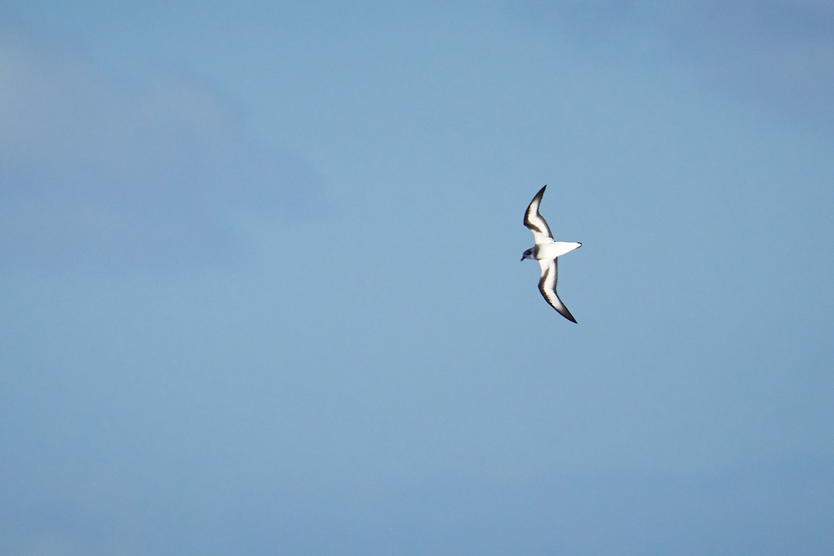 Black-winged Petrel - ML646582457