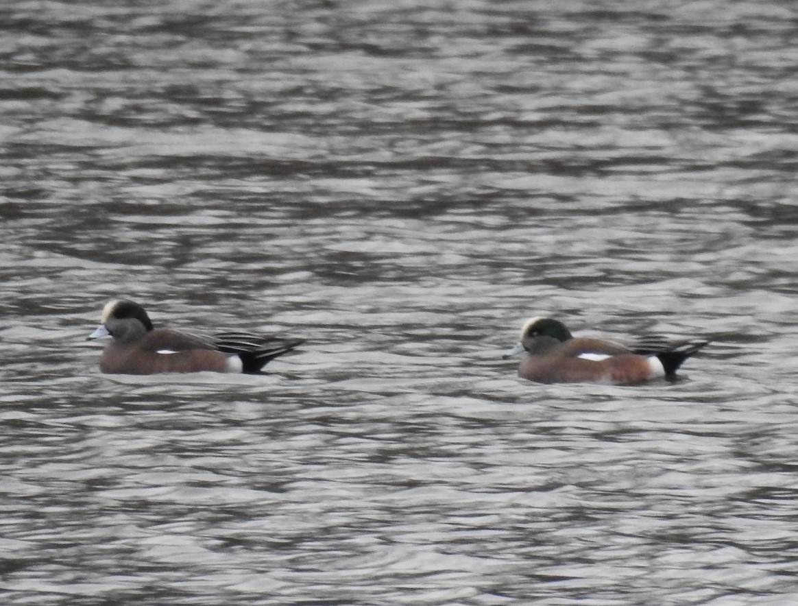 American Wigeon - ML646582459
