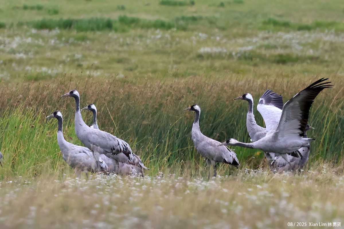 クロヅル - ML646582467