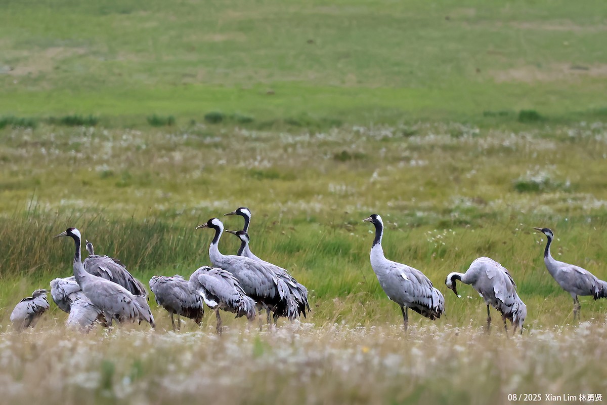 クロヅル - ML646582469