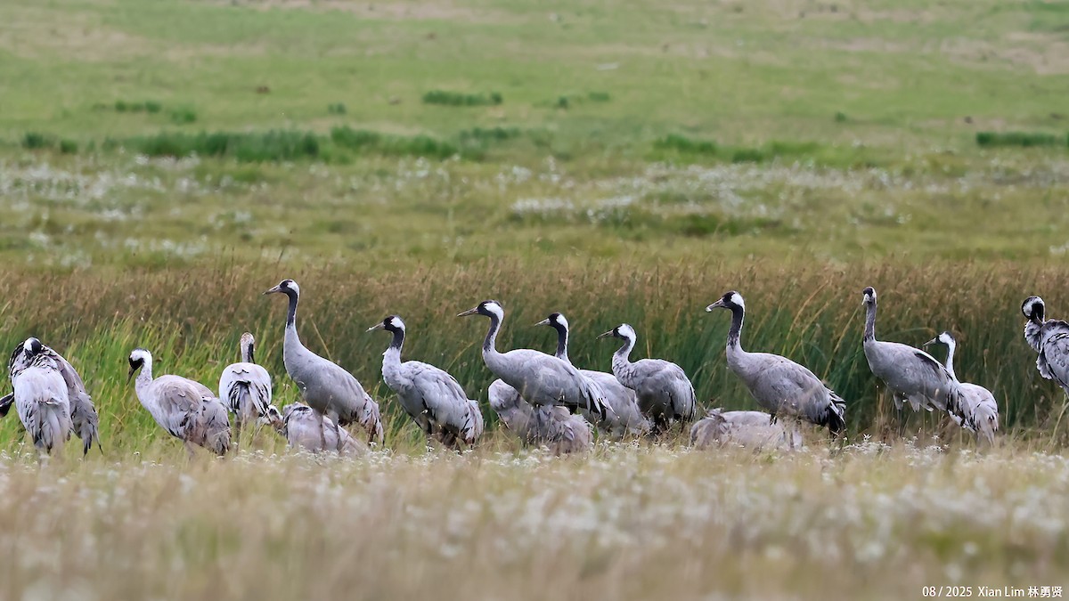 クロヅル - ML646582470