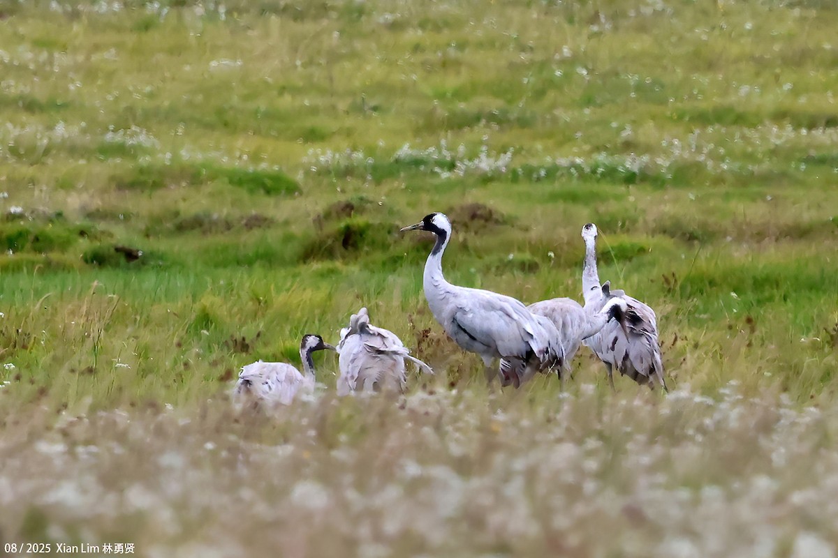 クロヅル - ML646582472