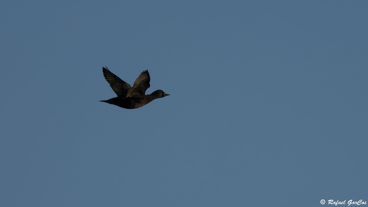 Common Scoter - ML646582474