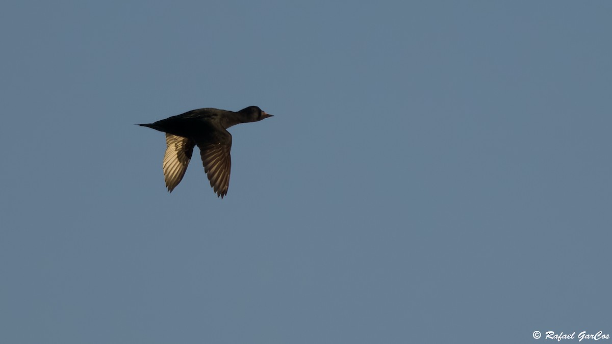 Common Scoter - ML646582475
