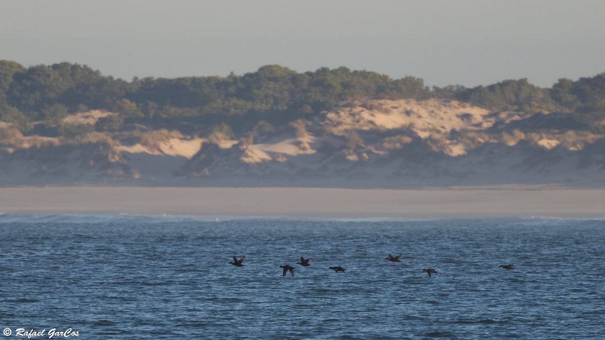 Common Scoter - ML646582476