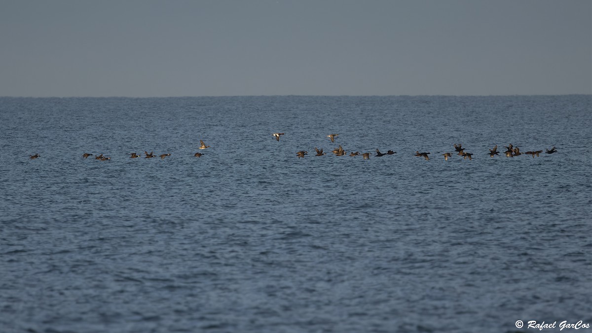 Common Scoter - ML646582477