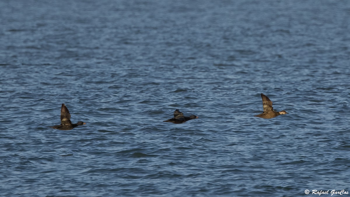 Common Scoter - ML646582478