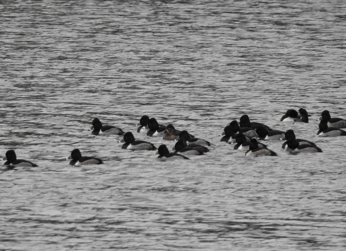 Ring-necked Duck - ML646582479