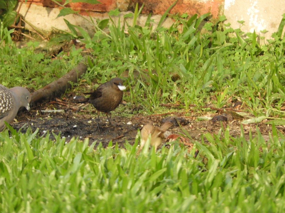 Grayish Baywing - ML646582481