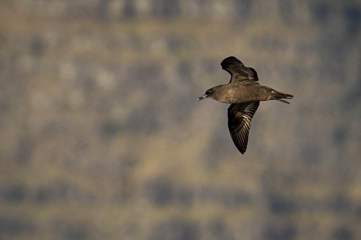 Christmas Shearwater - ML646582482