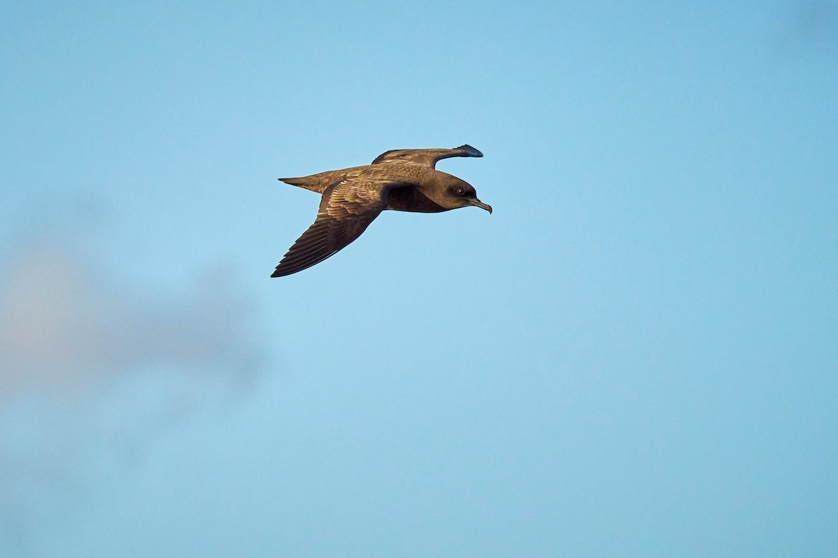 Christmas Shearwater - ML646582492