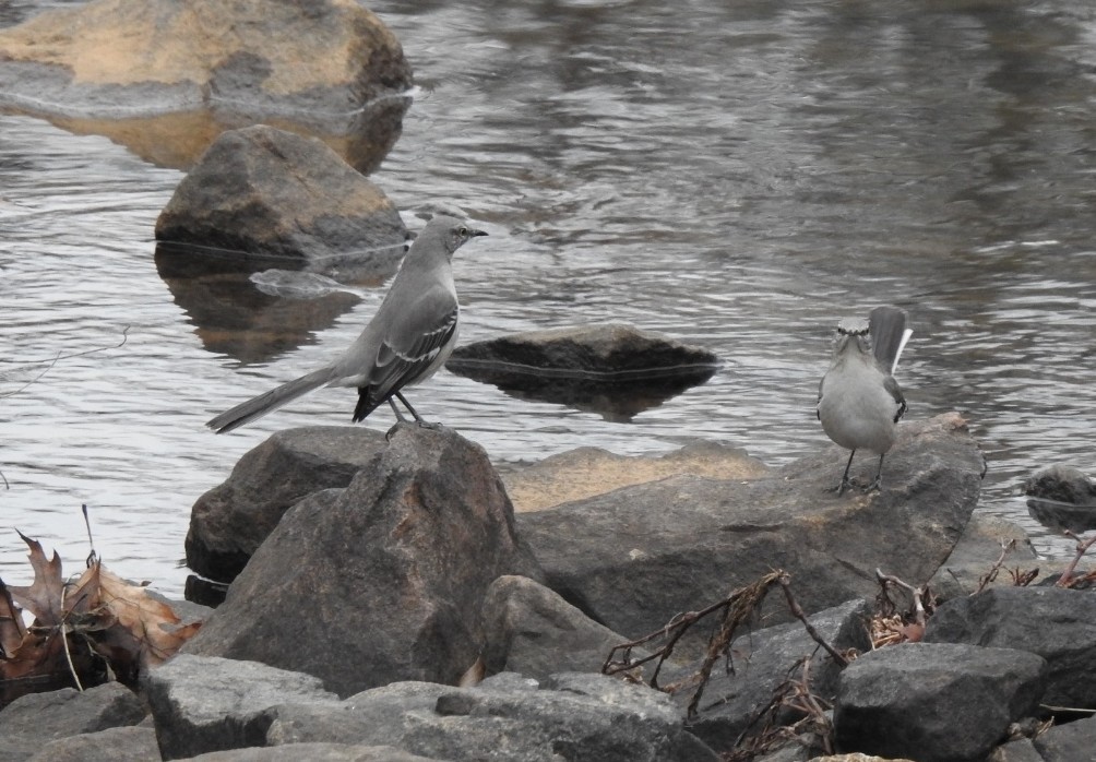 Northern Mockingbird - ML646582493