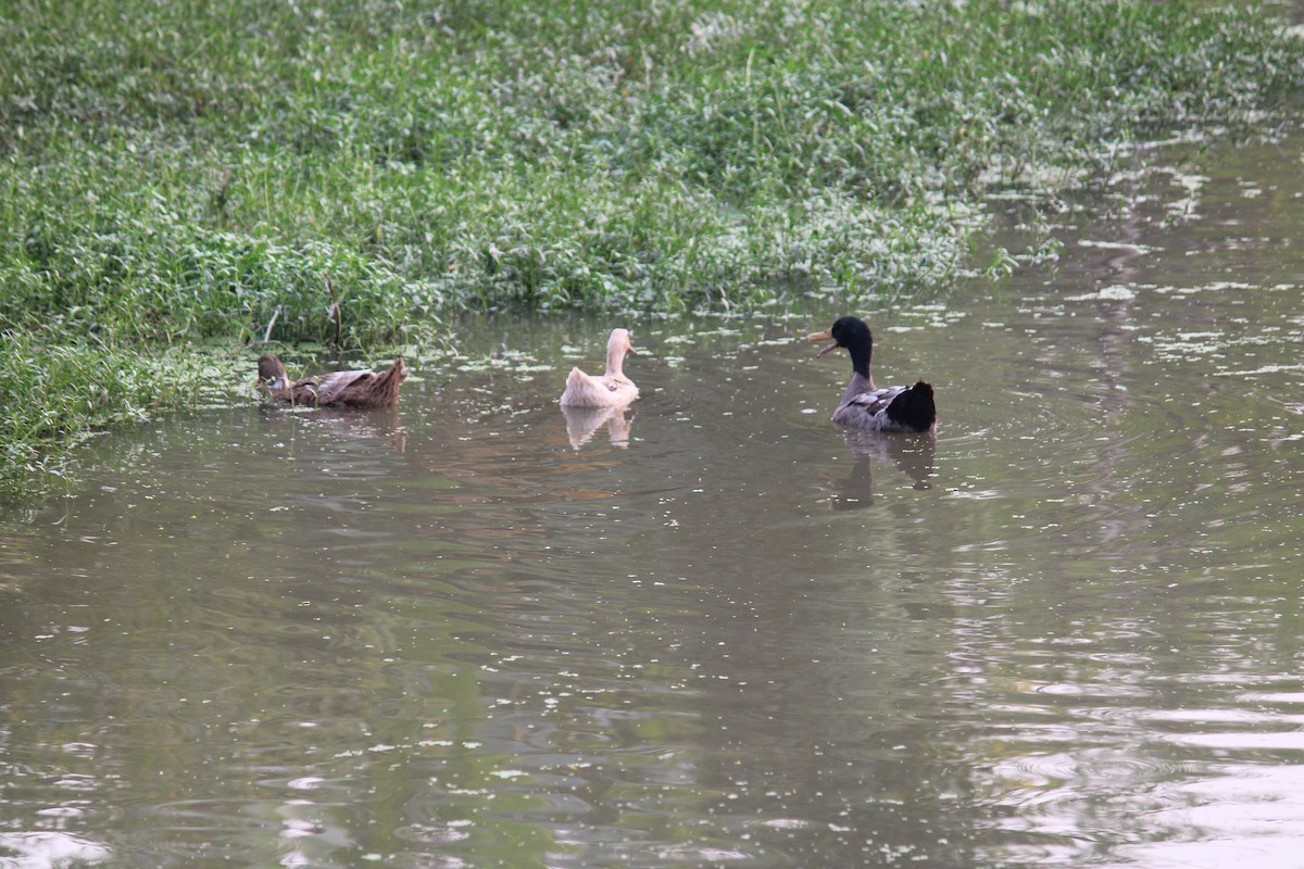 duck sp. - ML646582509