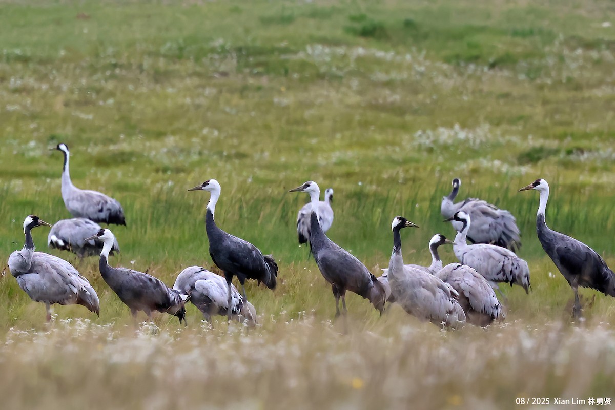 ナベヅル - ML646582510