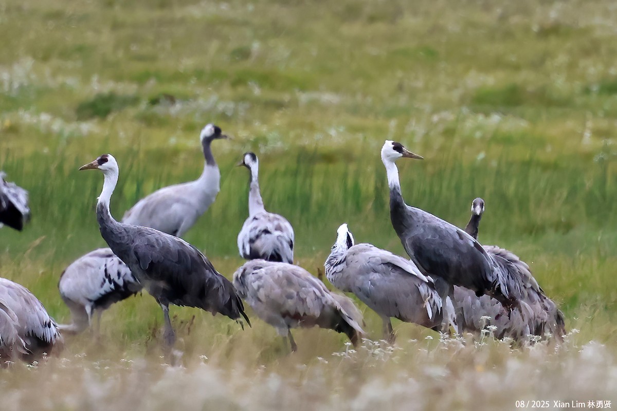 ナベヅル - ML646582511