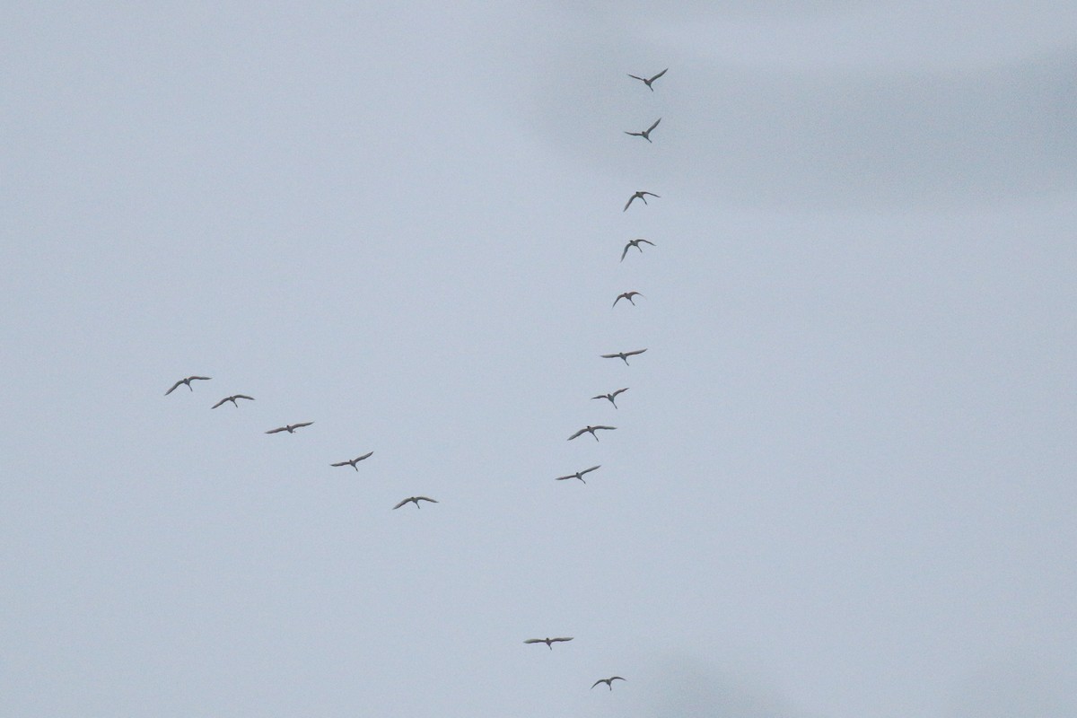 Tundra Swan - ML646582513