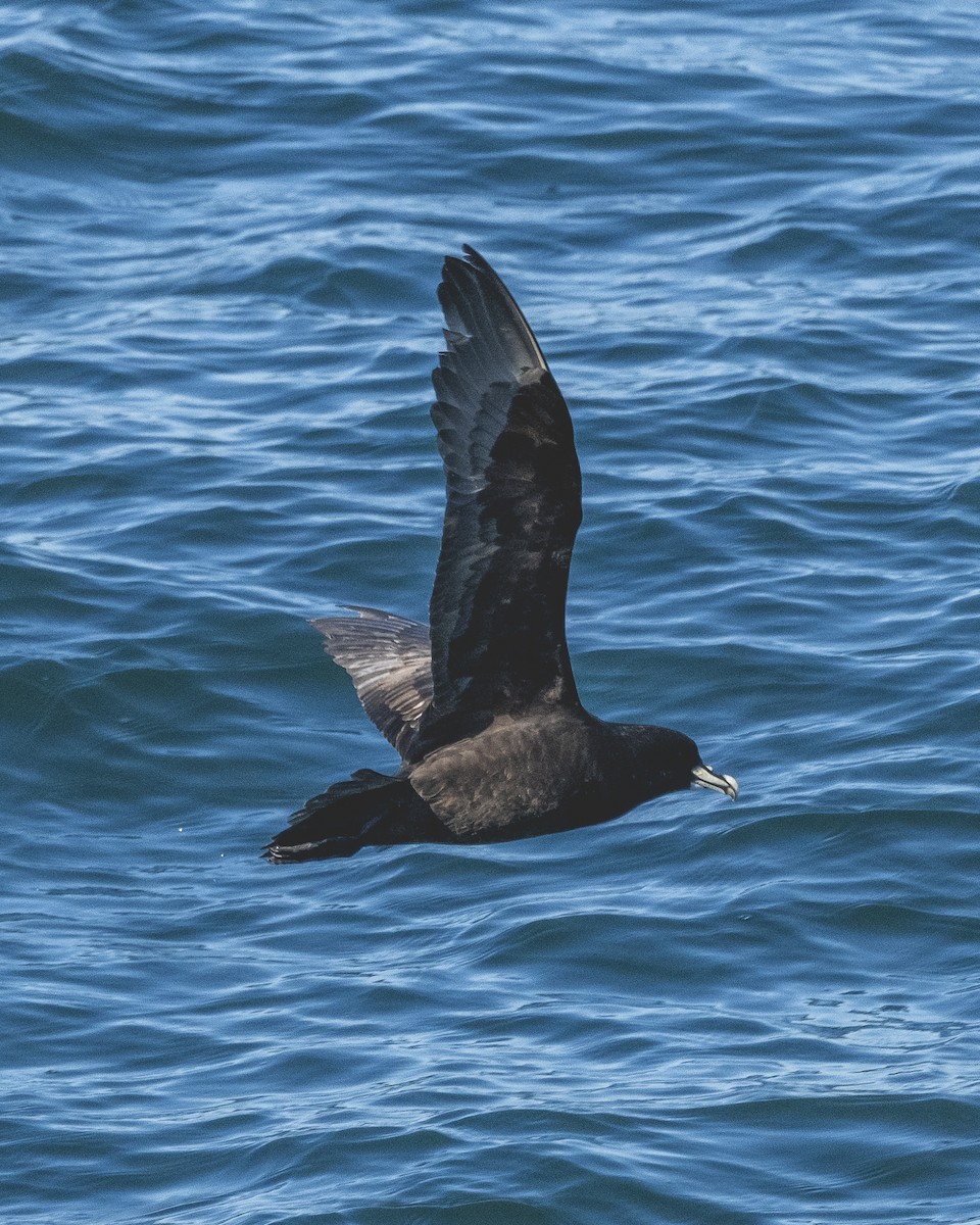 Beyaz Gıdılı Yelkovan - ML646582515