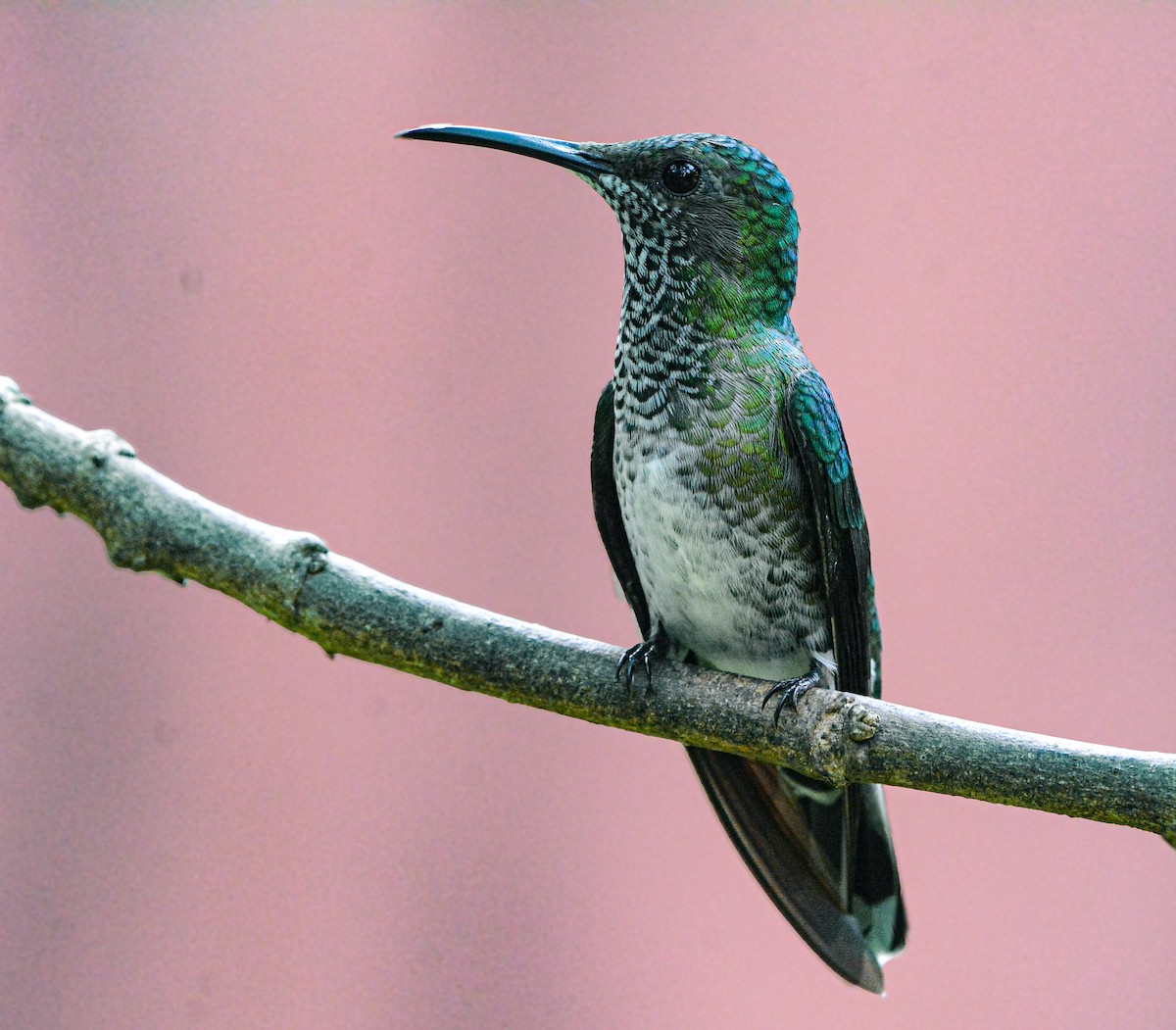White-necked Jacobin - ML646582516