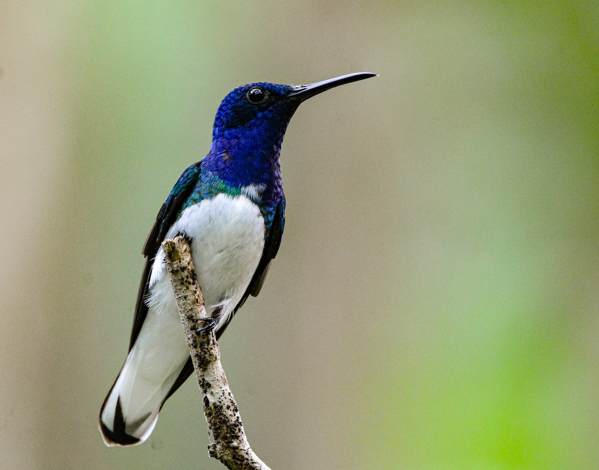 White-necked Jacobin - ML646582517