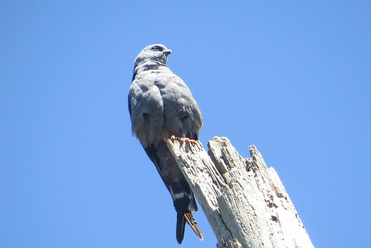 Plumbeous Kite - ML646582518
