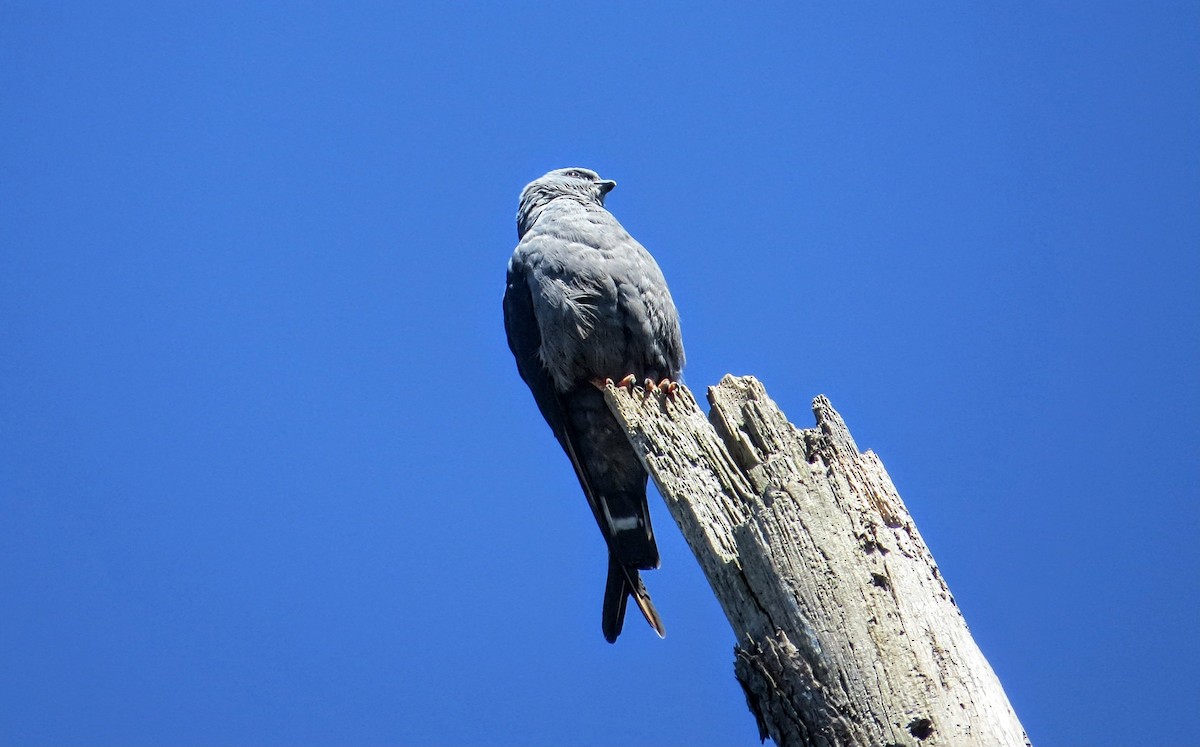 Plumbeous Kite - ML646582519