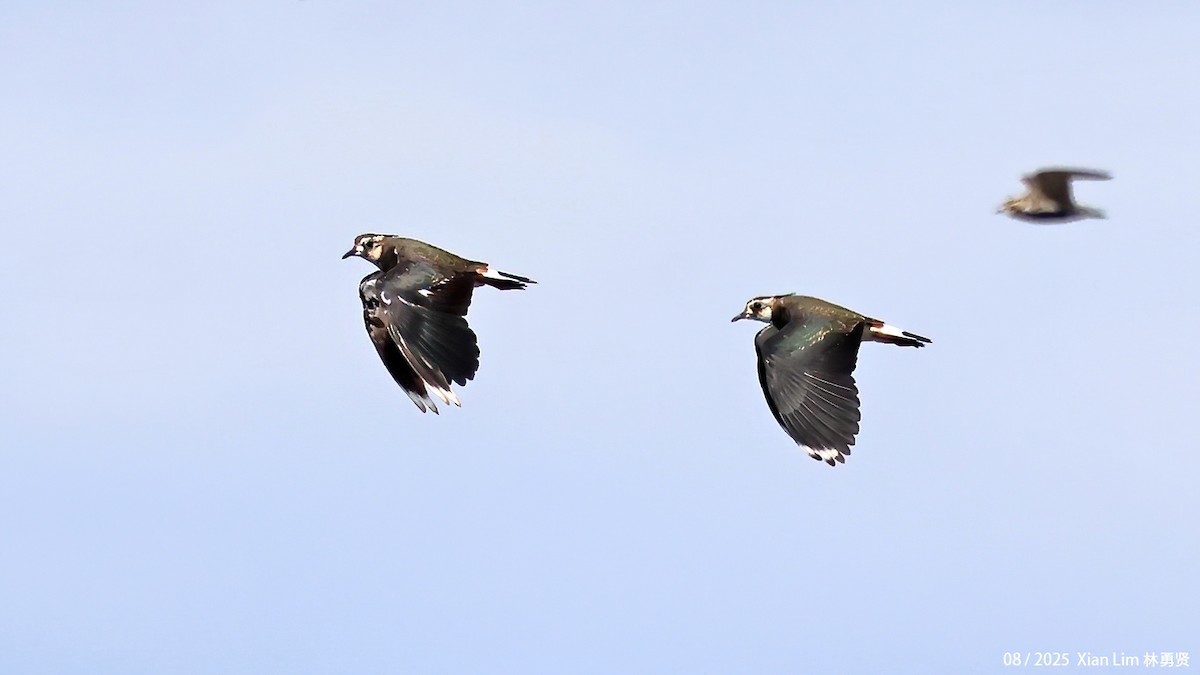 タゲリ - ML646582520