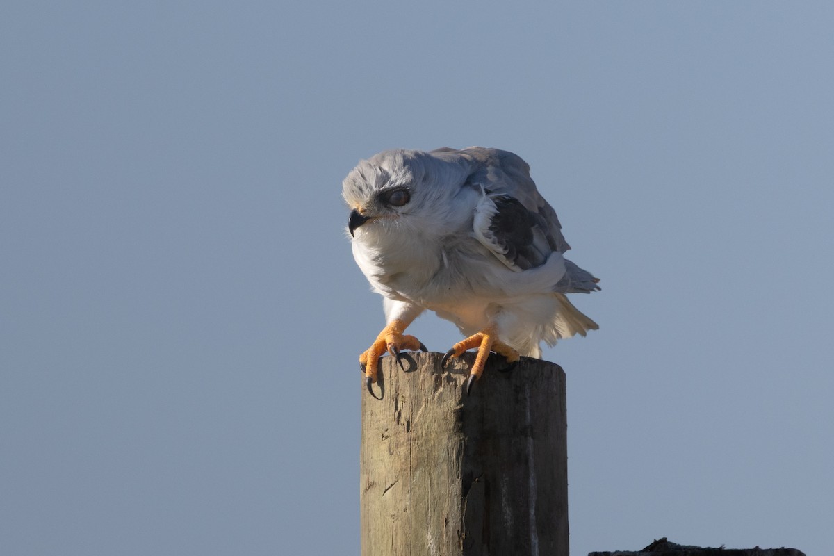 黑翅鳶 - ML646582521