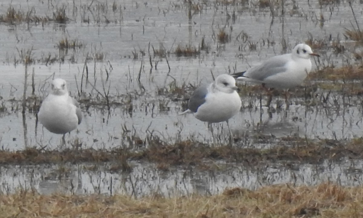 Lachmöwe - ML646582536